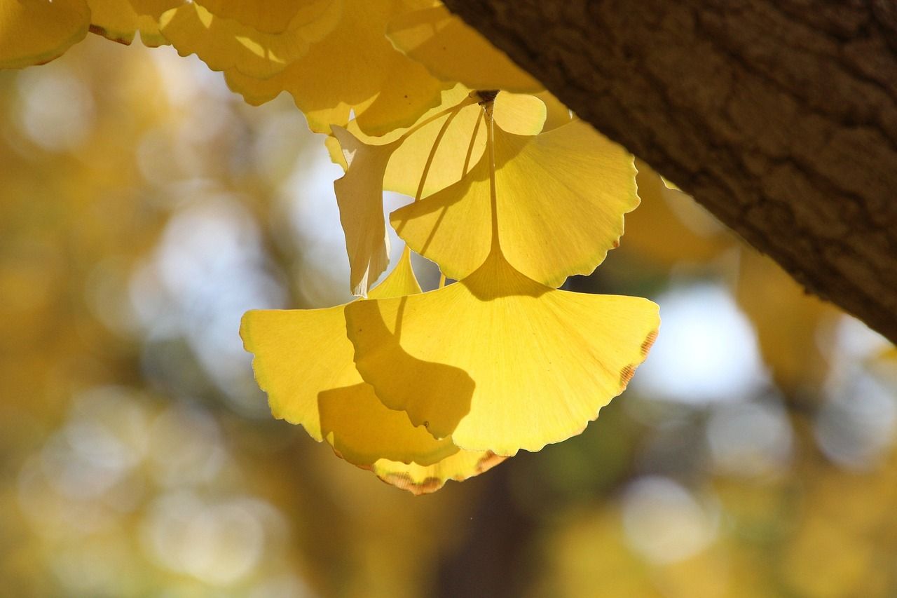 gingko-5848618_1280.jpg