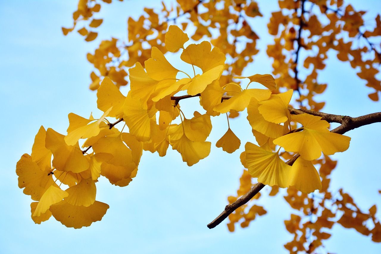 ginkgo-tree-2890516_1280.jpg