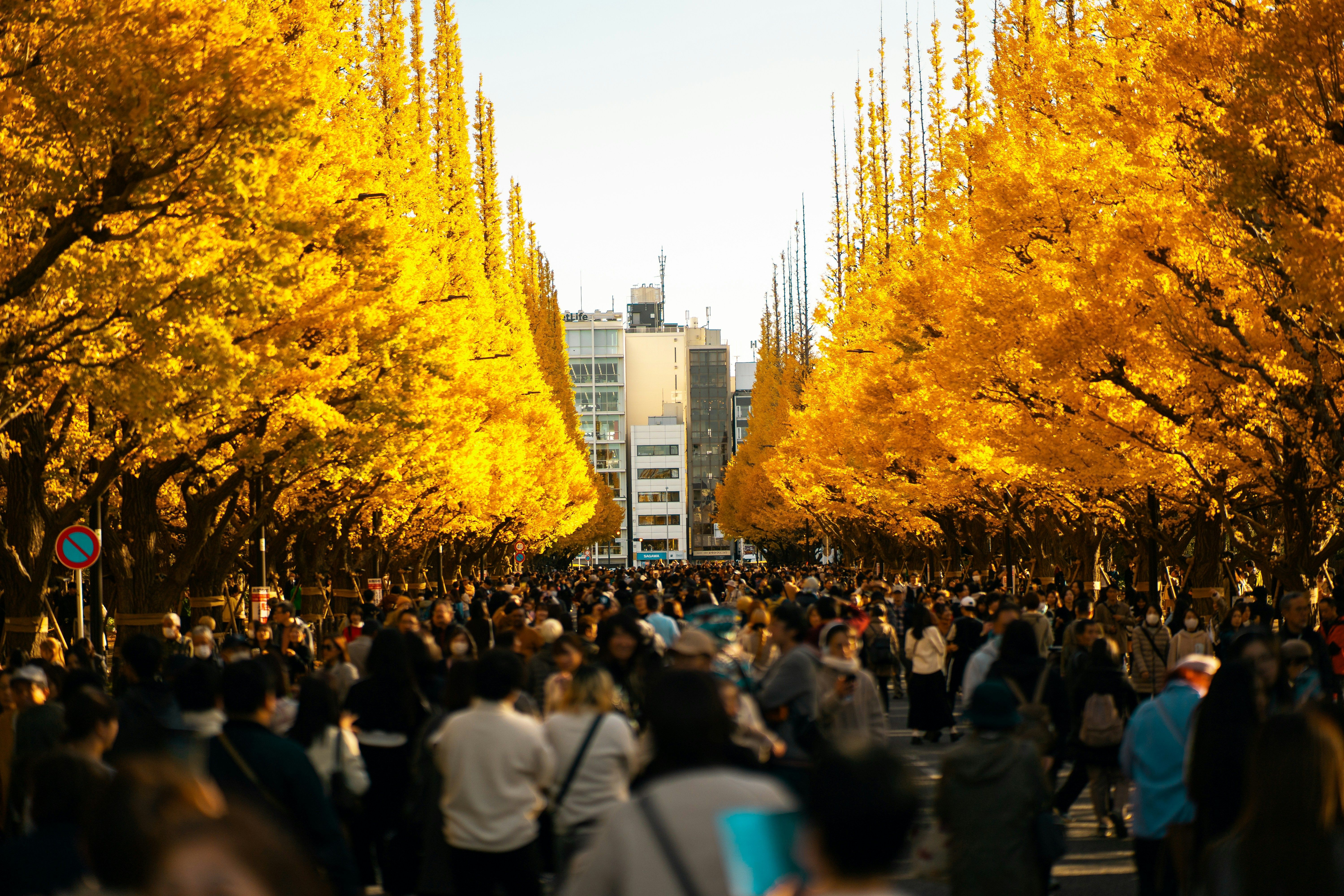 Tokyo: Golden Ginkgo Avenue Autumn Leaves Walk